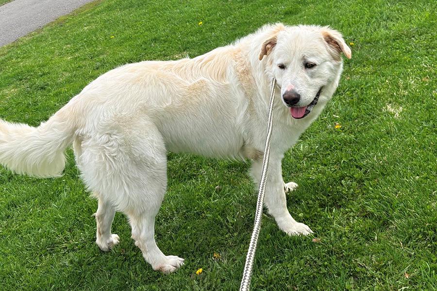 Kobe - Courtesy Listing, adopted, Young Male Great Pyrenees & Golden Retriever.