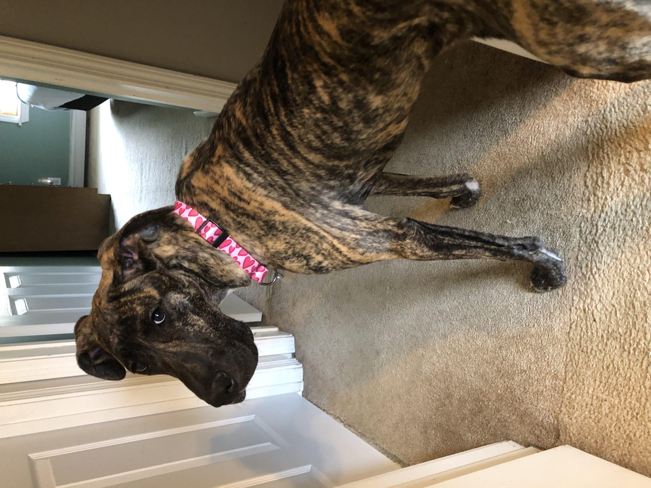 Enlarge Dakota, an adopted Great Dane in Albany, NY image 4/4