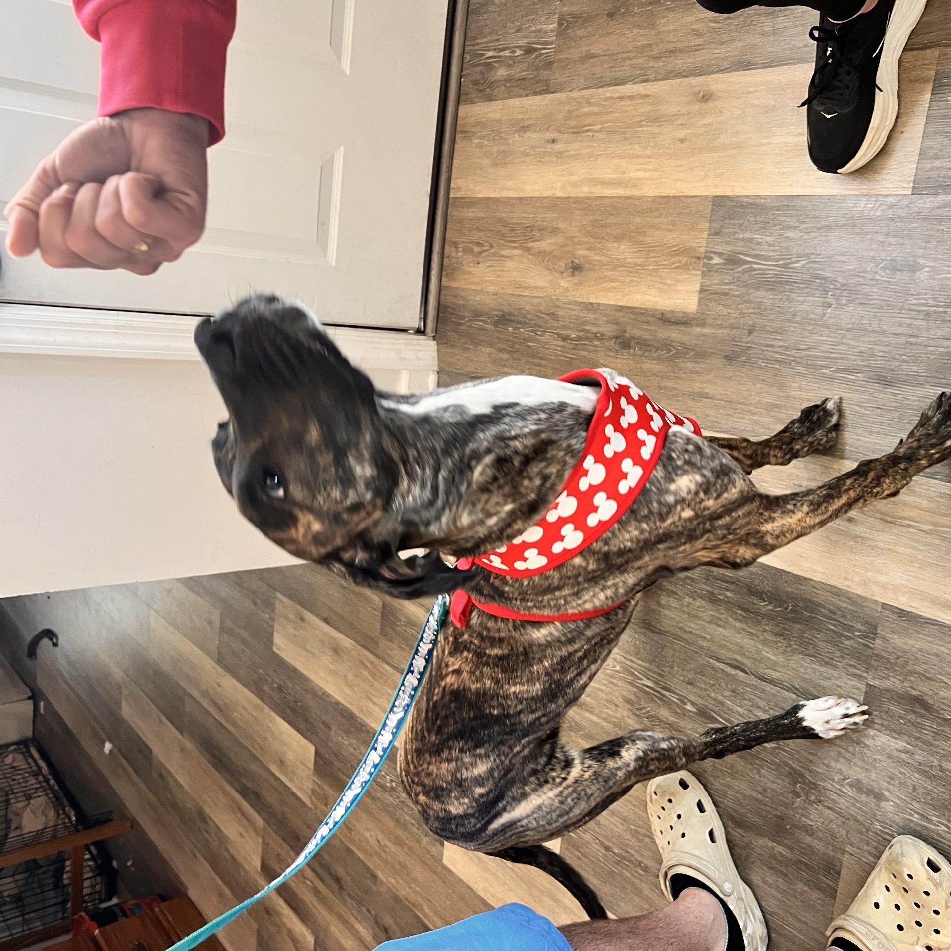 Enlarge Dakota, an adopted Great Dane in Albany, NY image 3/4