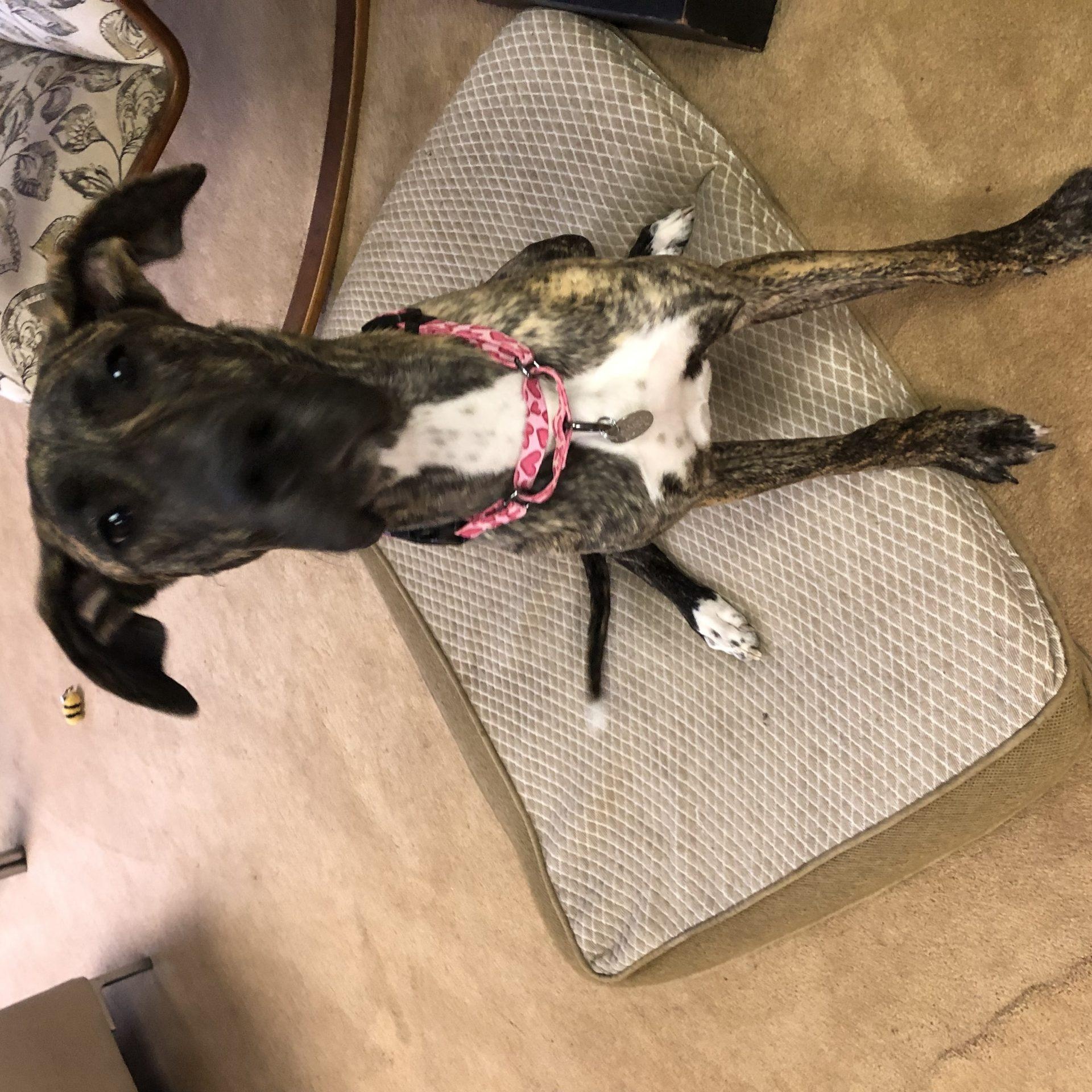 Enlarge Dakota, an adopted Great Dane in Albany, NY image 2/4