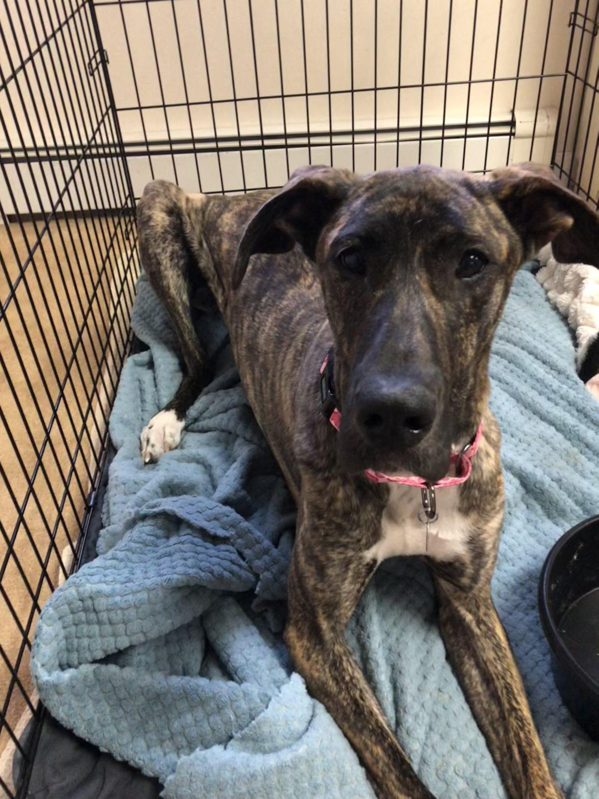 Enlarge Dakota, an adopted Great Dane in Albany, NY image 1/4