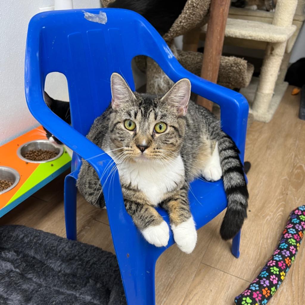 Smore, Adoptable, Young Female Domestic Short Hair.