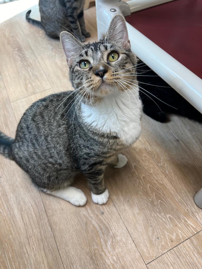 Enlarge Smore, a Adoptable mixed breed in Corpus Christi, TX image 4/4