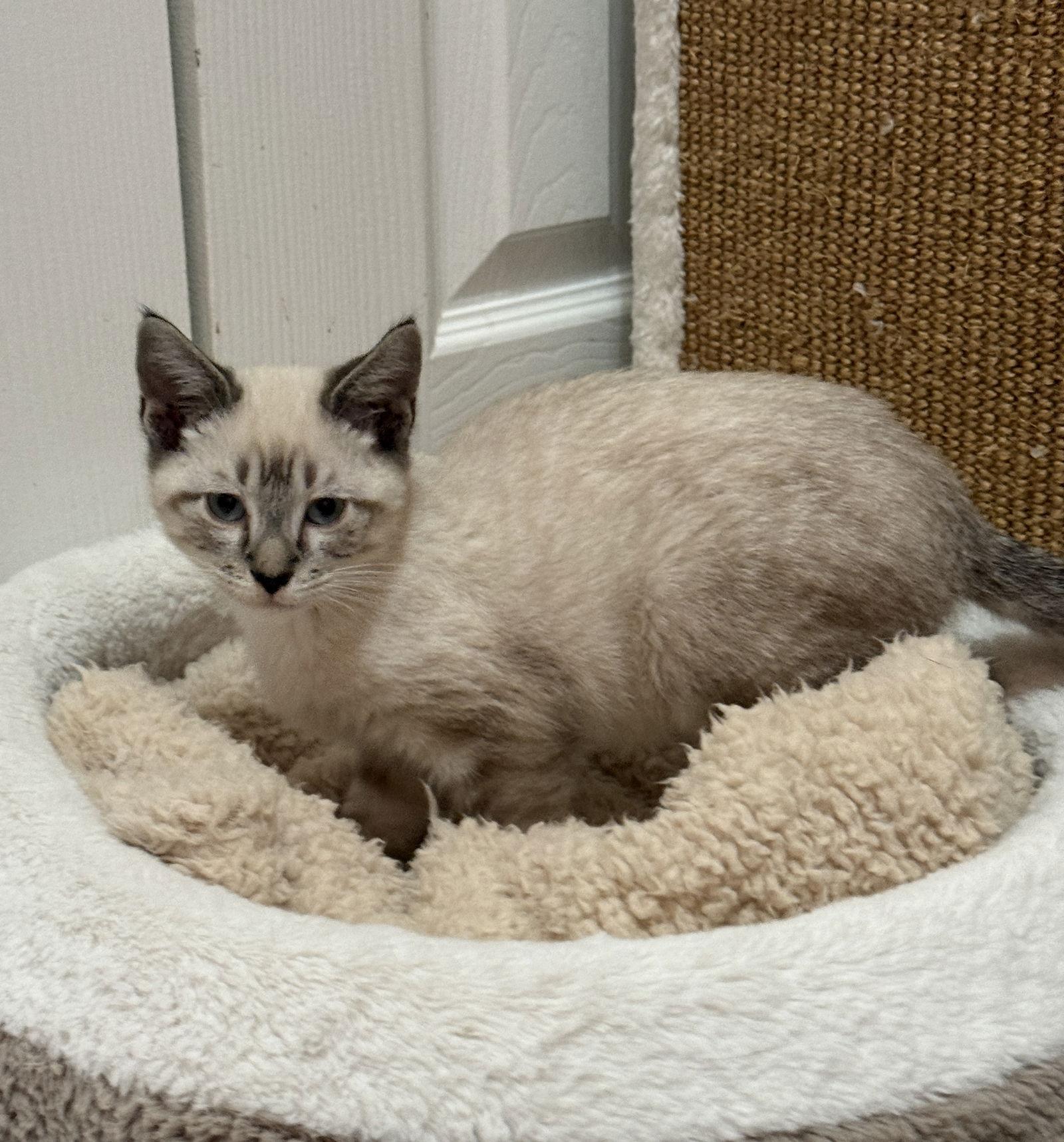 Blizzard, Adoptable, Young Male Siamese & Domestic Short Hair.