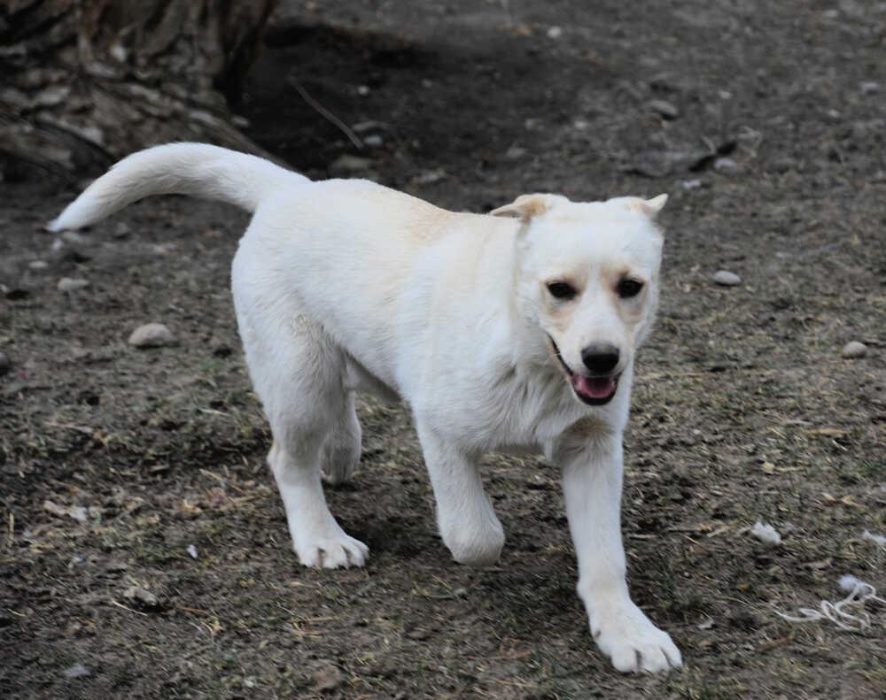 Trevor, Adoptable, Puppy Male Labrador Retriever.