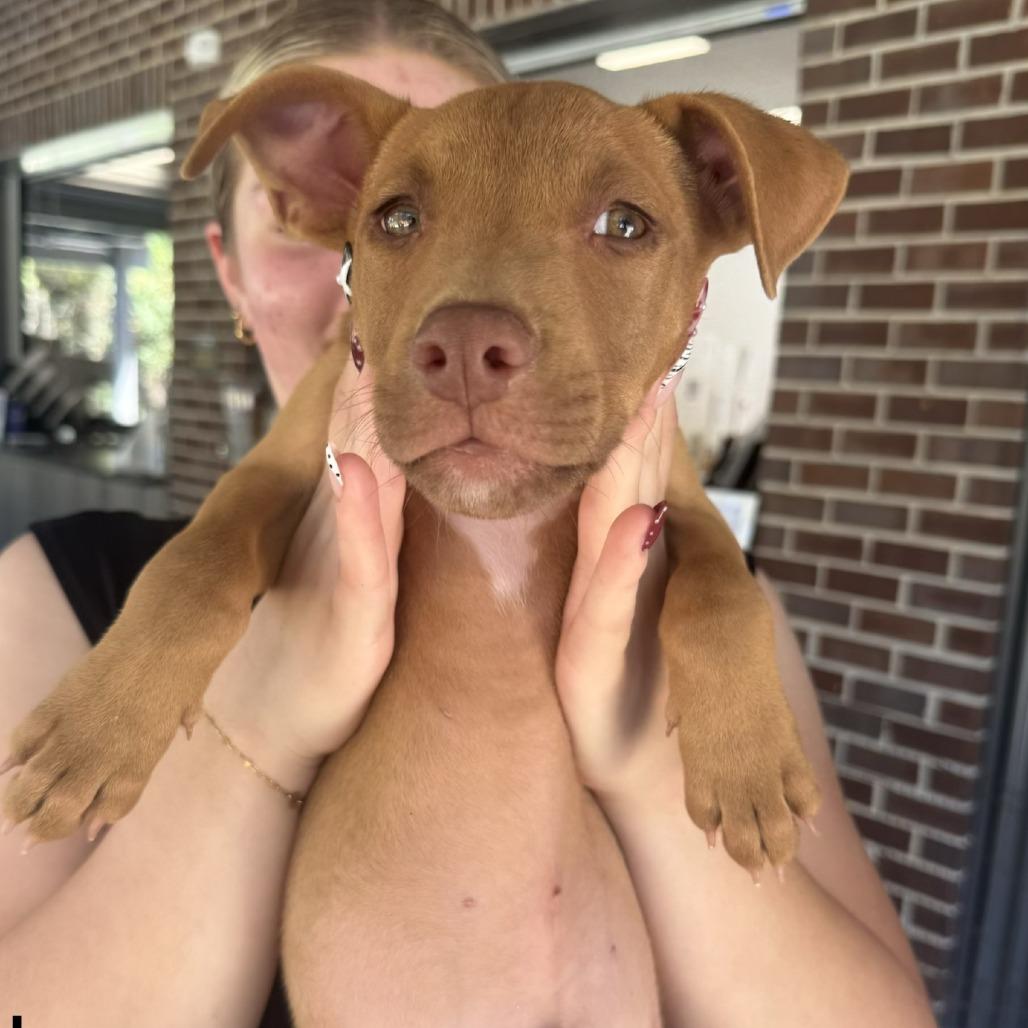 Jose, Adoptable, Puppy Male Mixed Breed & None.