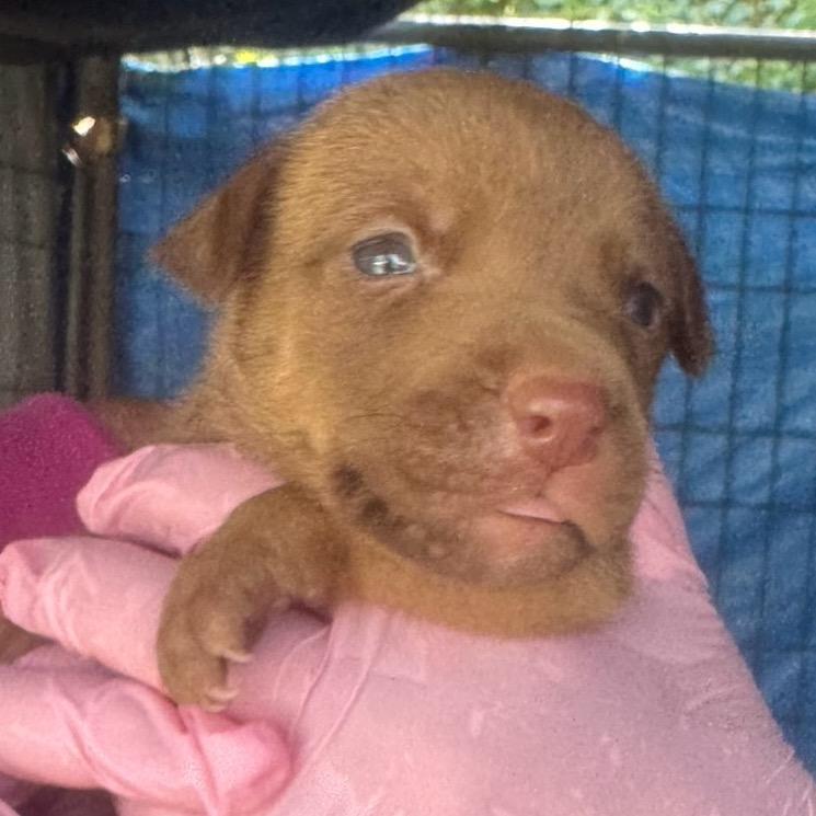 Enlarge Jose, a Adoptable Mixed Breed in QUINCY, FL image 2/2