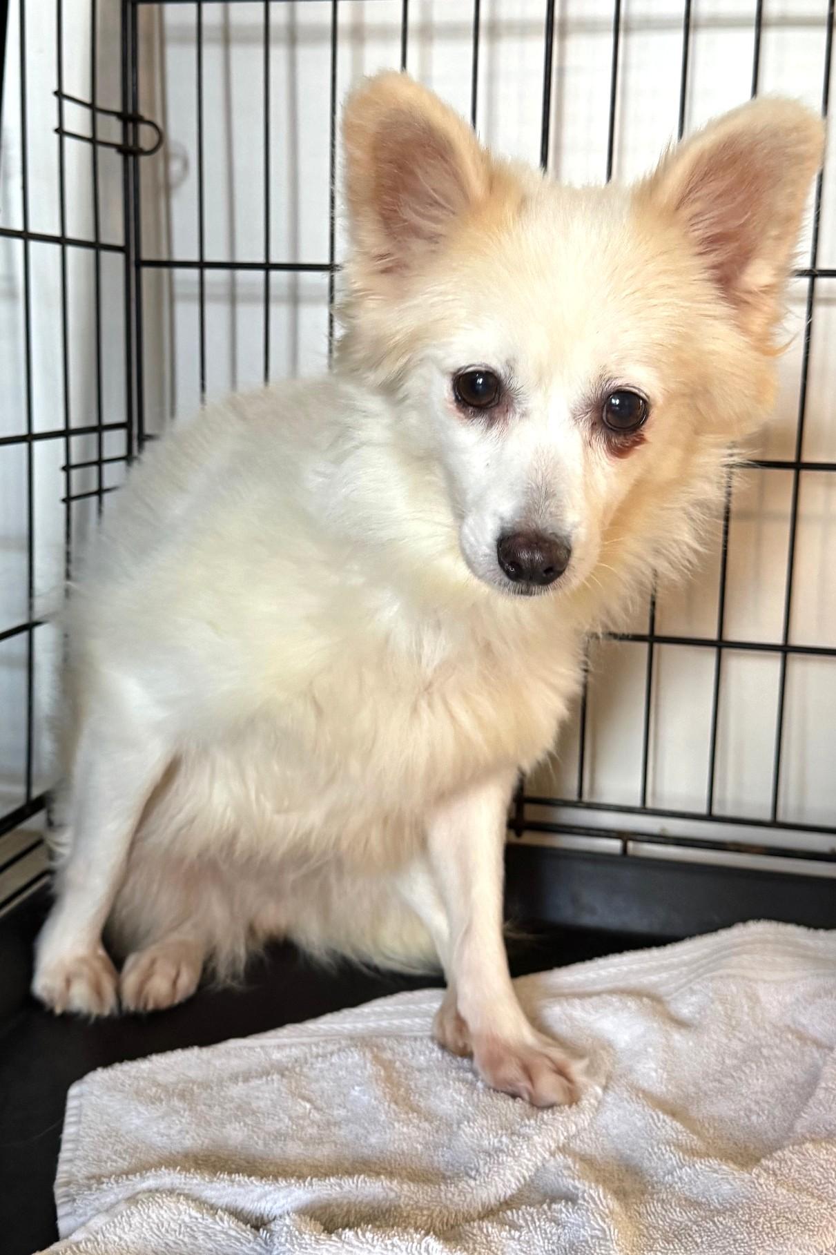 Enlarge Indie 7160, a Adoptable mixed breed in Boca Raton, FL image 1/1