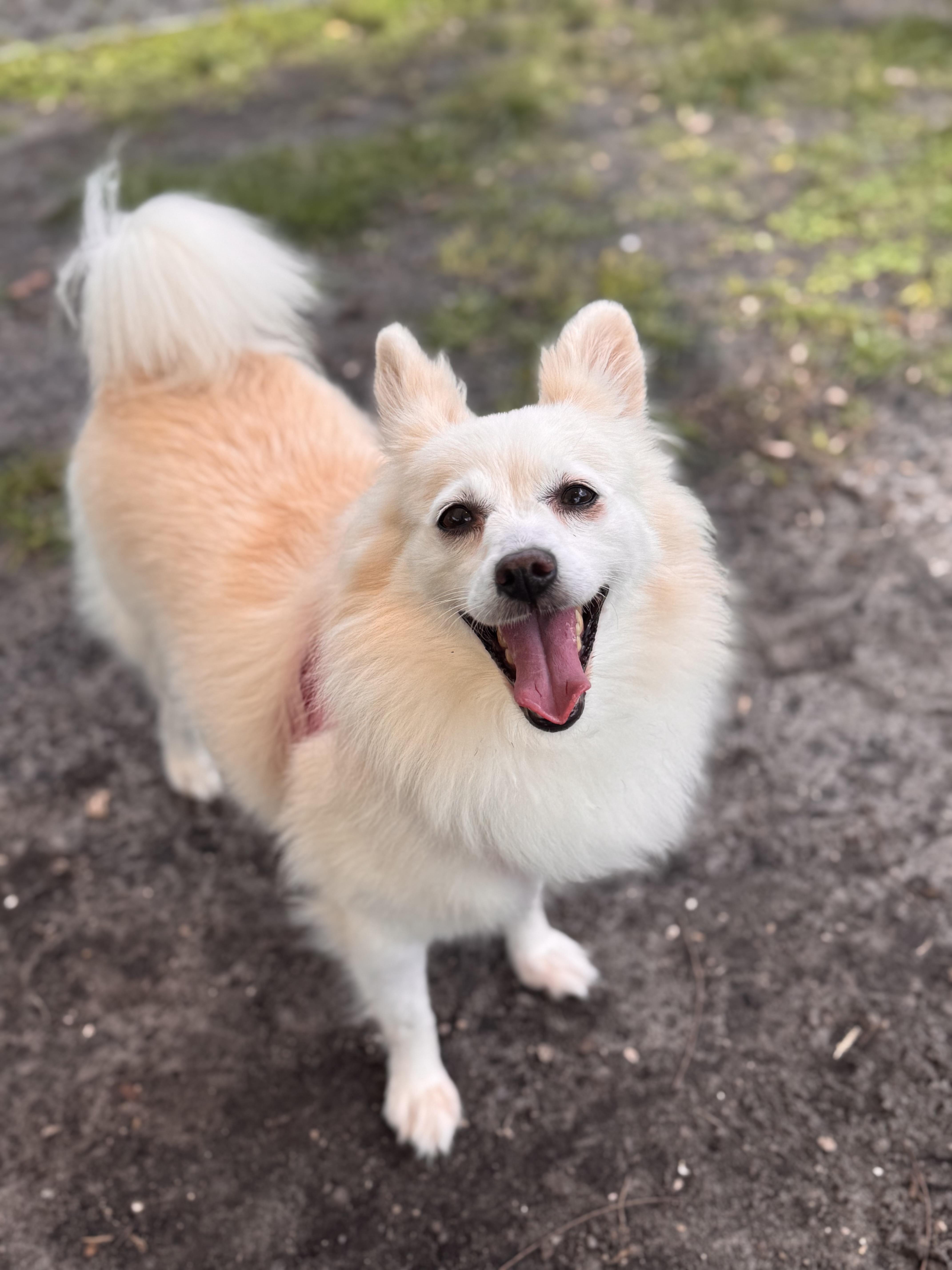 Indie 7160, Adoptable, Adult Female Pomeranian.