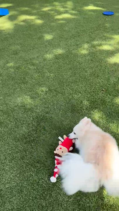 Enlarge Indie 7160, a Adoptable mixed breed in Boca Raton, FL video 2/2