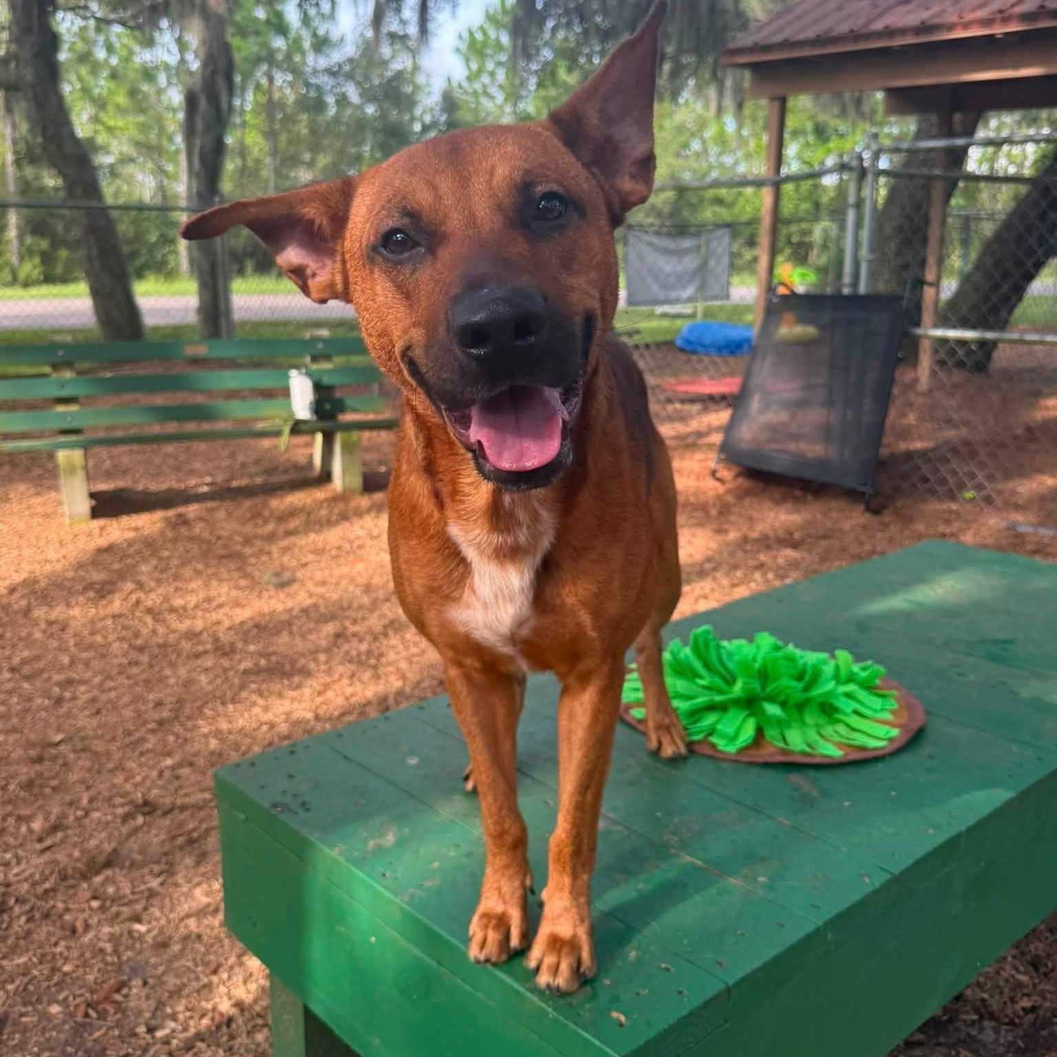 Enlarge Buck, an adoptable mixed breed in St. Augustine, FL image 2/5