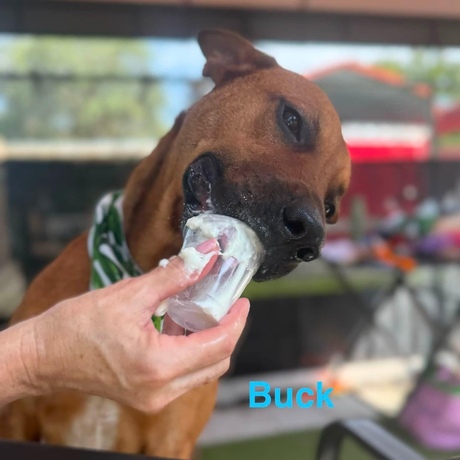 Enlarge Buck, an adoptable mixed breed in St. Augustine, FL image 3/5
