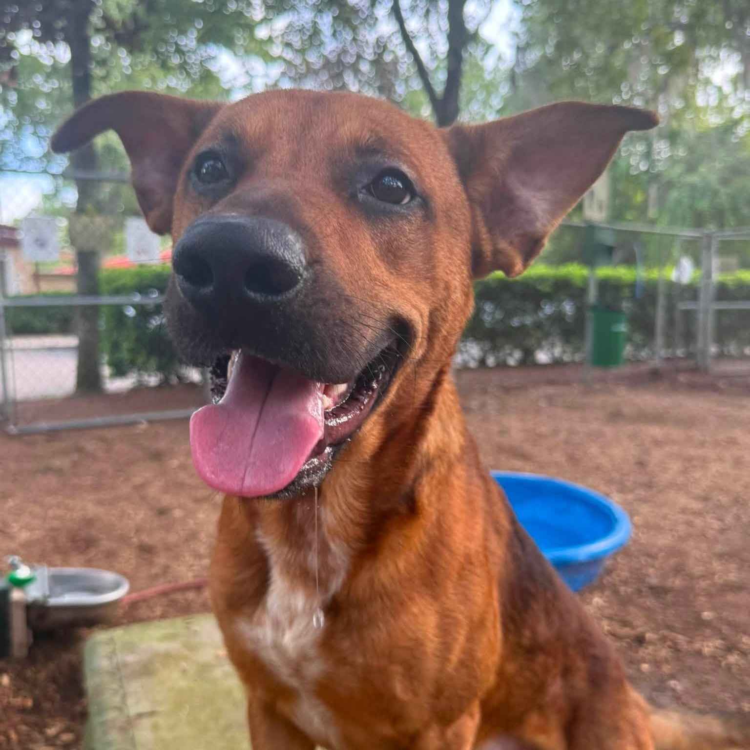 Enlarge Buck, an adoptable mixed breed in St. Augustine, FL image 4/5
