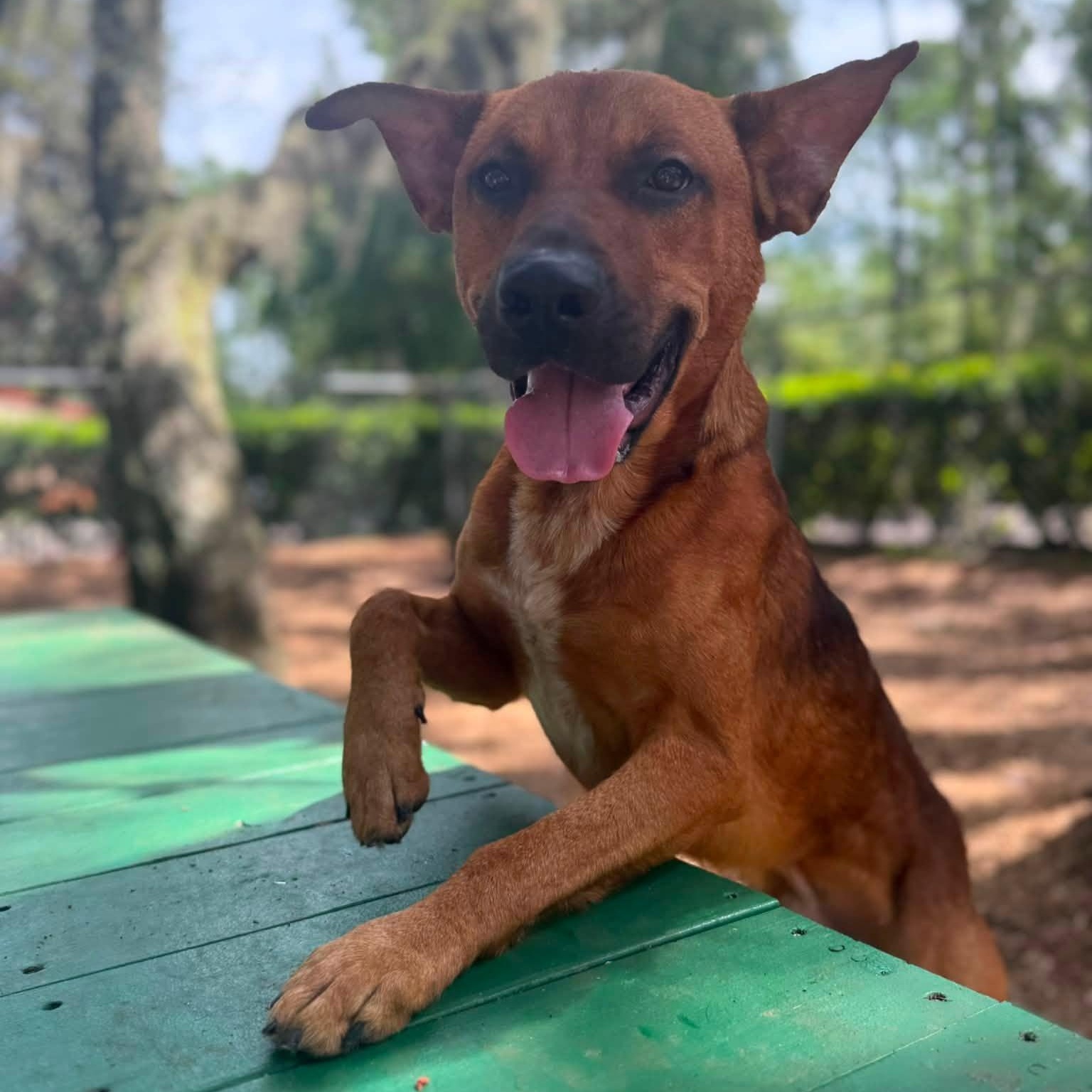 Buck, adoptable, Adult Male Terrier.