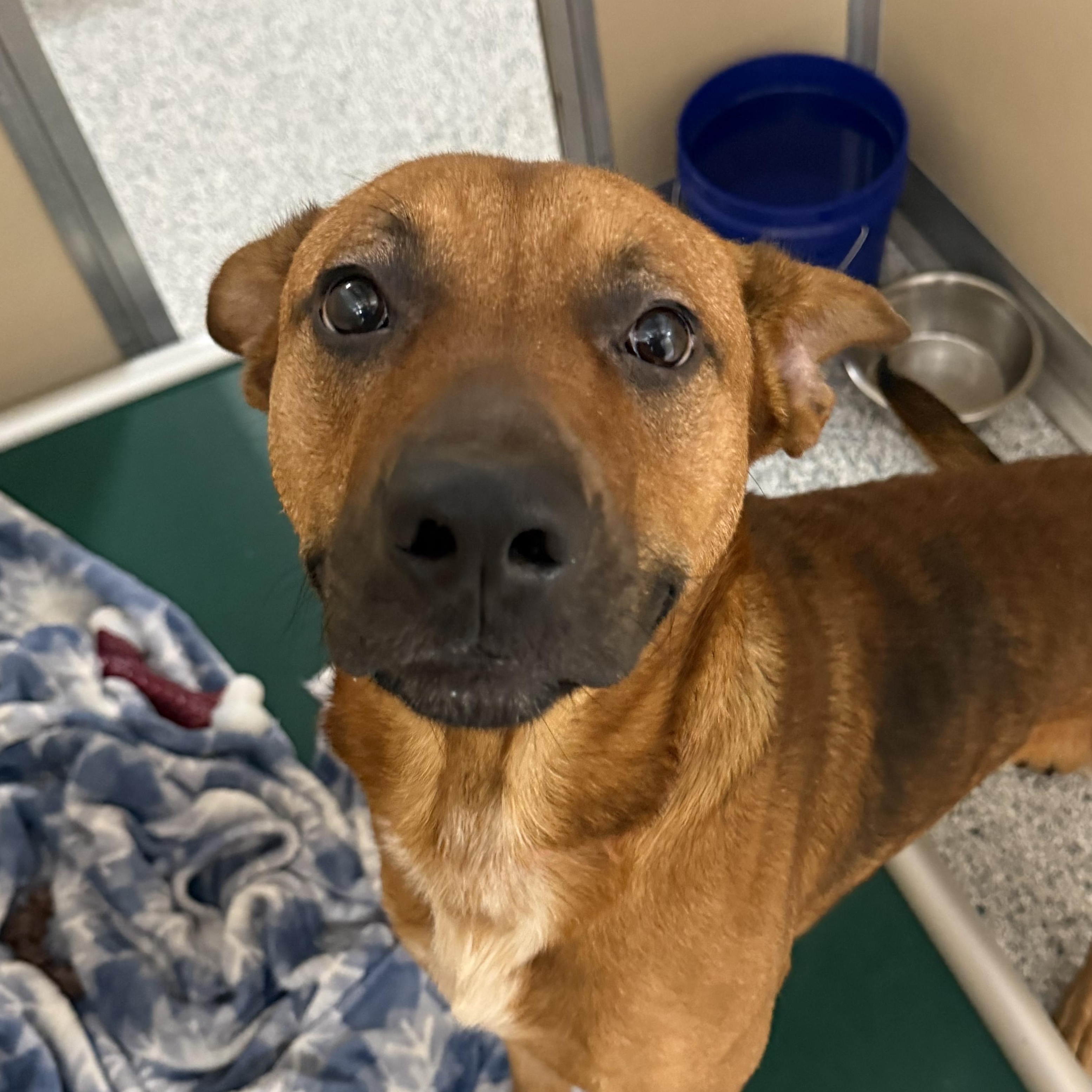 Buck, an adoptable mixed breed in St. Augustine, FL image 2/2