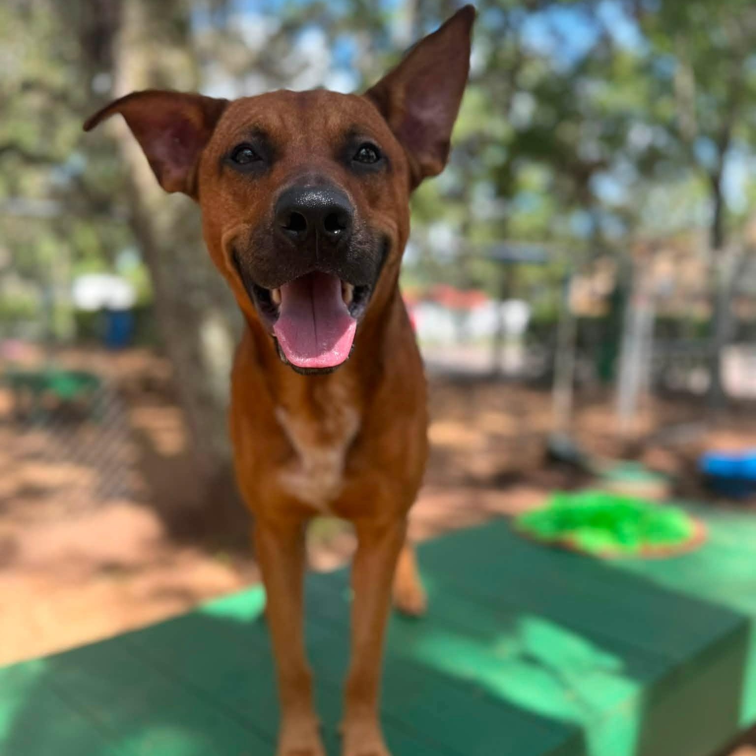 Enlarge Buck, an adoptable mixed breed in St. Augustine, FL image 5/5