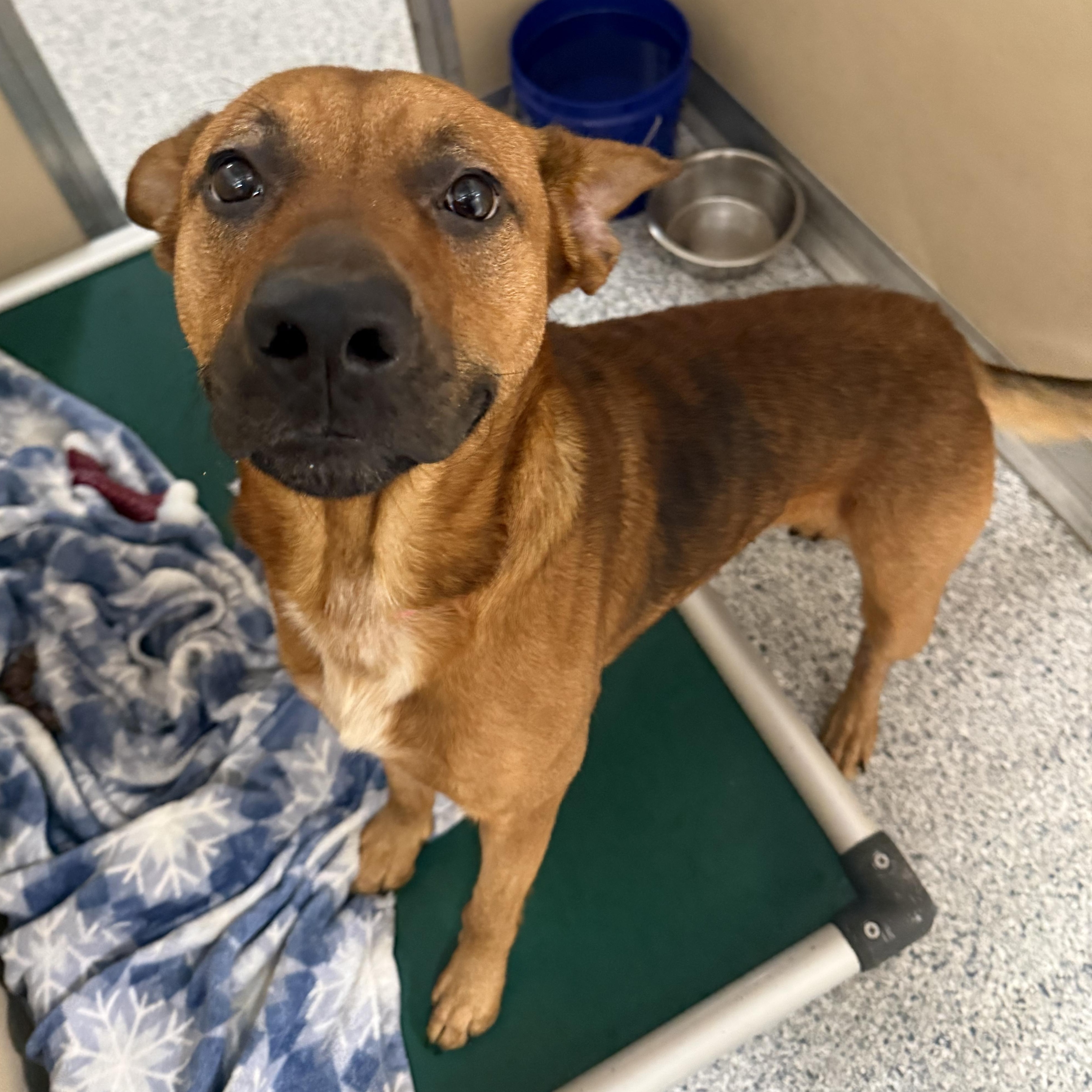 Buck, adoptable, Adult Male Terrier.