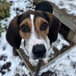 Enlarge Conga, a Adoptable mixed breed in Indianapolis, IN image 1/3