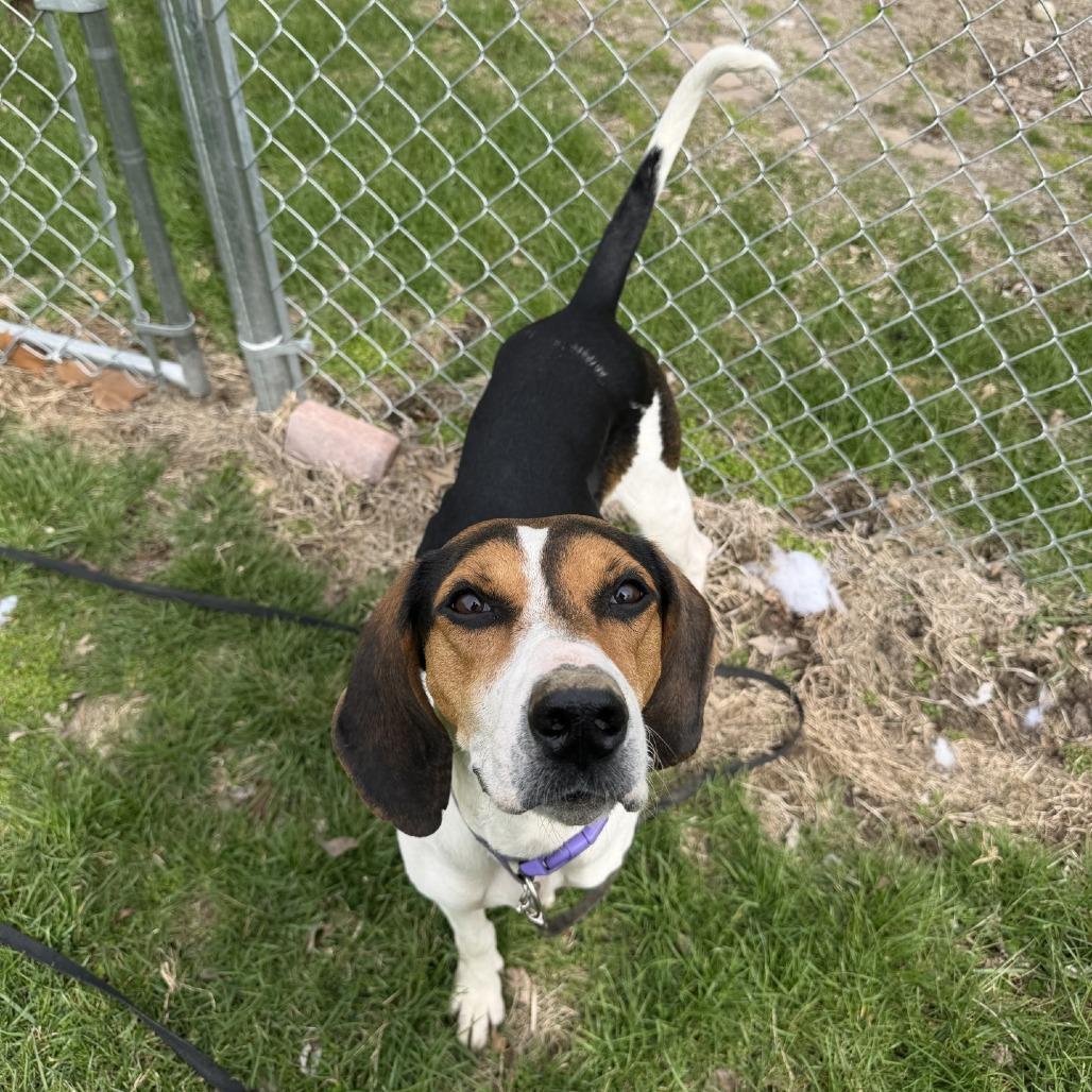 Enlarge Conga, a Adoptable mixed breed in Indianapolis, IN image 2/3
