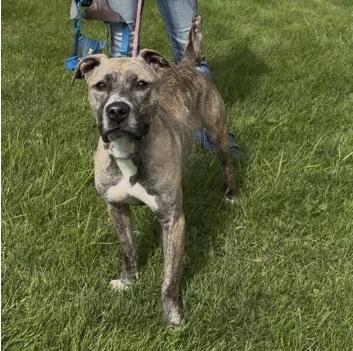 Enlarge Penelope, a Adoptable mixed breed in Chillicothe, MO image 1/1