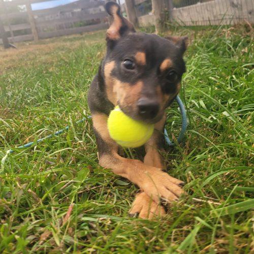 Enlarge Reba 5902 D, a Adoptable mixed breed in Frankfort, KY image 2/6