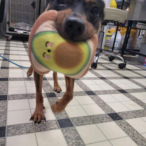 Enlarge Reba 5902 D, a Adoptable mixed breed in Frankfort, KY image 3/6