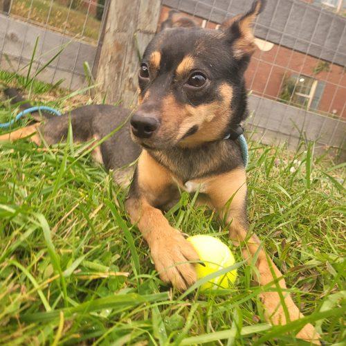 Enlarge Reba 5902 D, a Adoptable mixed breed in Frankfort, KY image 4/6