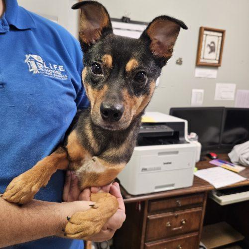 Enlarge Reba 5902 D, a Adoptable mixed breed in Frankfort, KY image 5/6