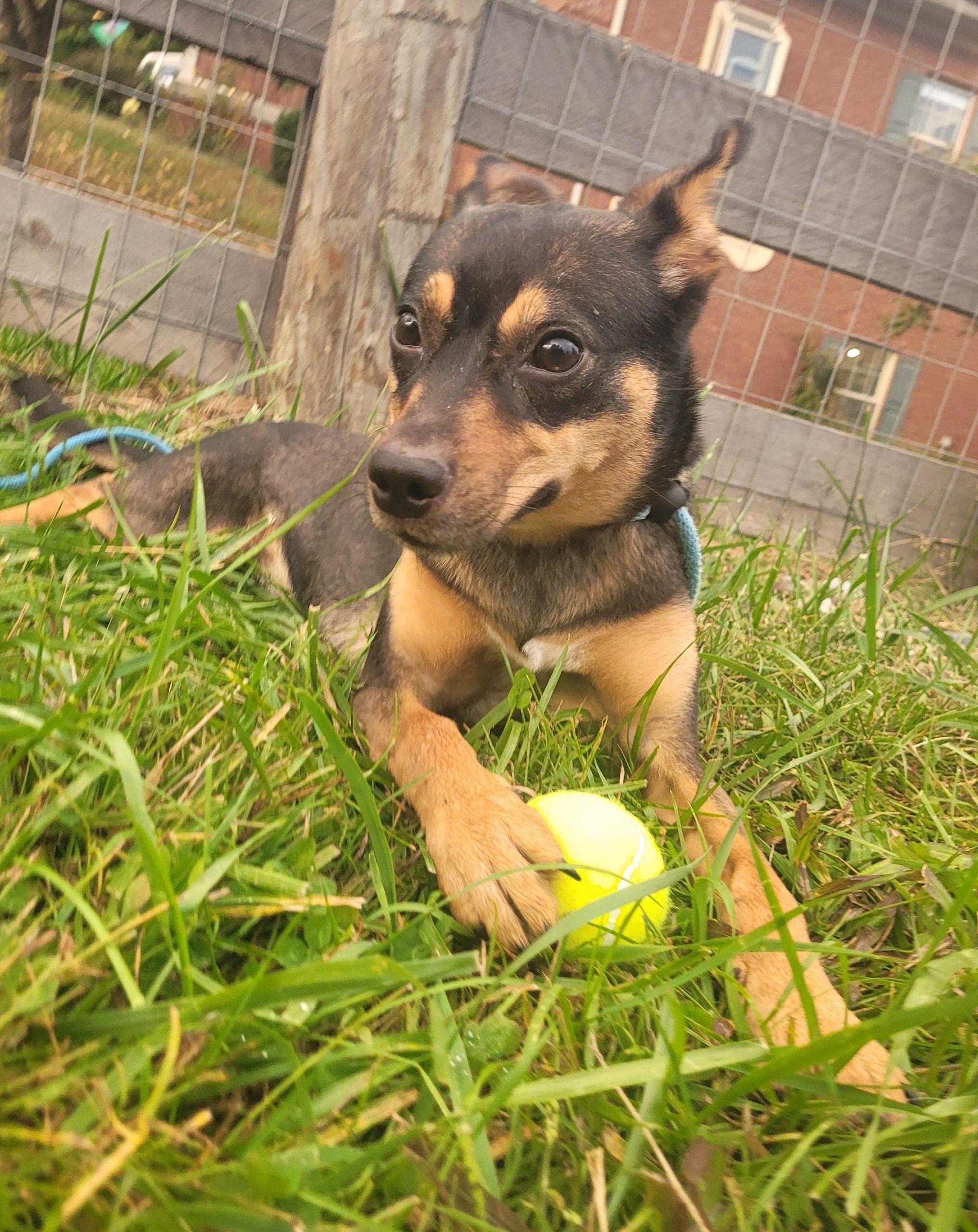 Enlarge Reba 5902 D, a Adoptable mixed breed in Frankfort, KY image 6/6
