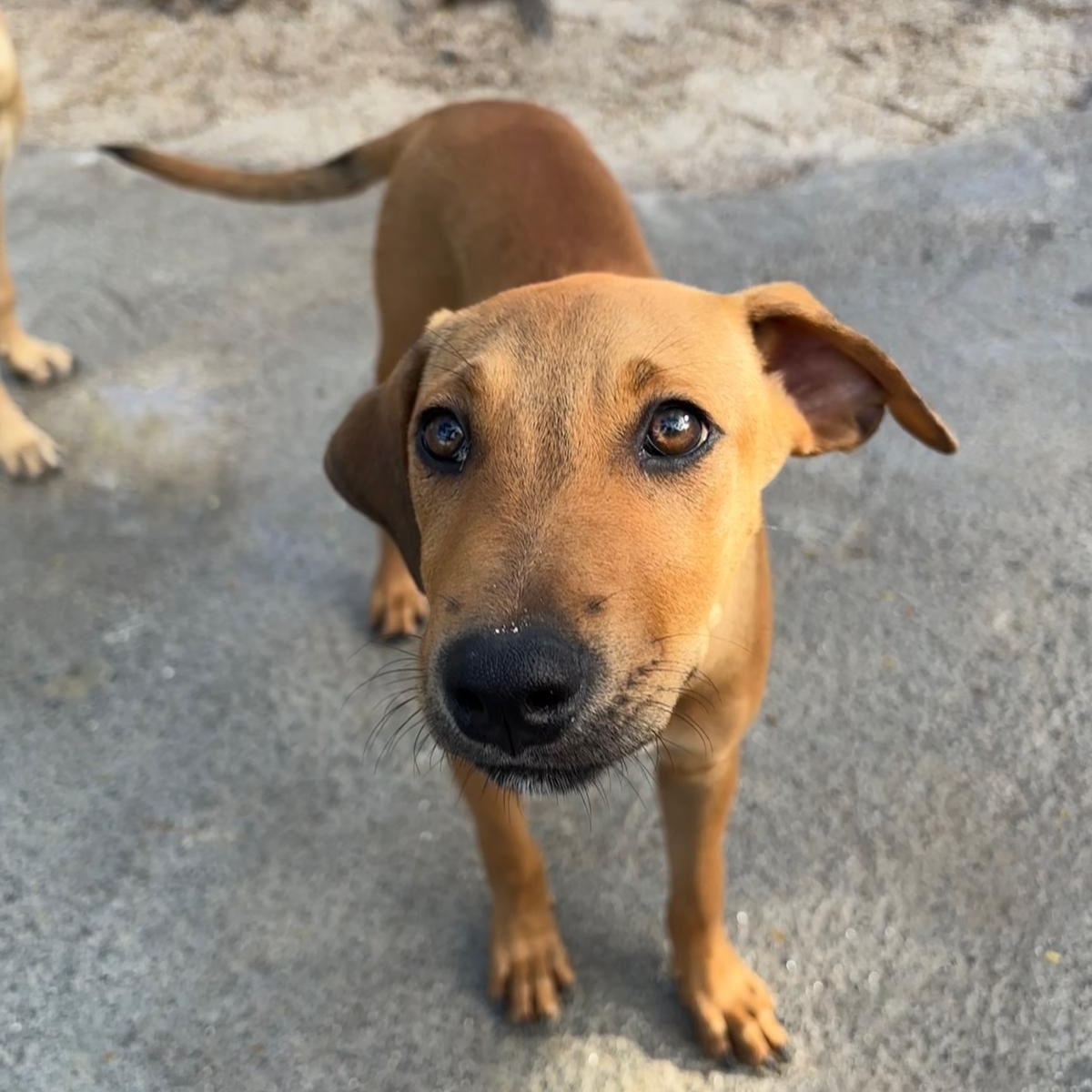 Berta, a ADOPTABLE Mixed Breed in Thornhill, ON image 6/6