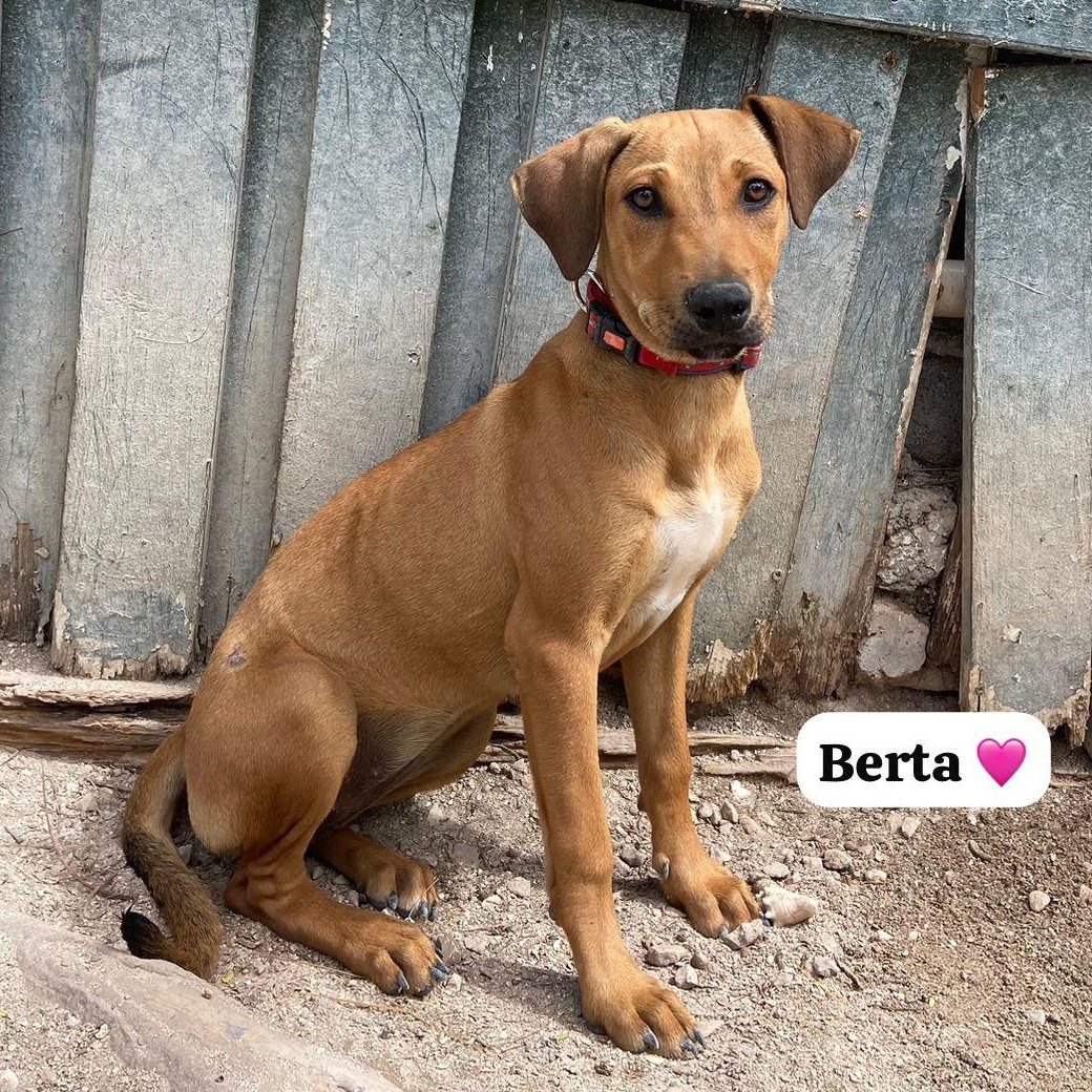 Berta, a ADOPTABLE Mixed Breed in Thornhill, ON image 1/6