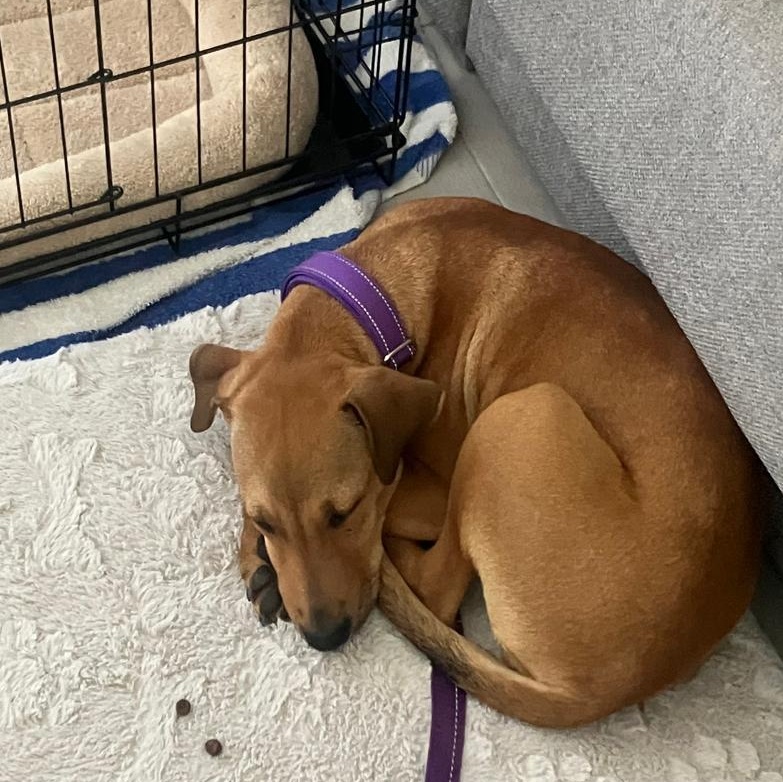 Berta, a ADOPTABLE Mixed Breed in Thornhill, ON image 4/6