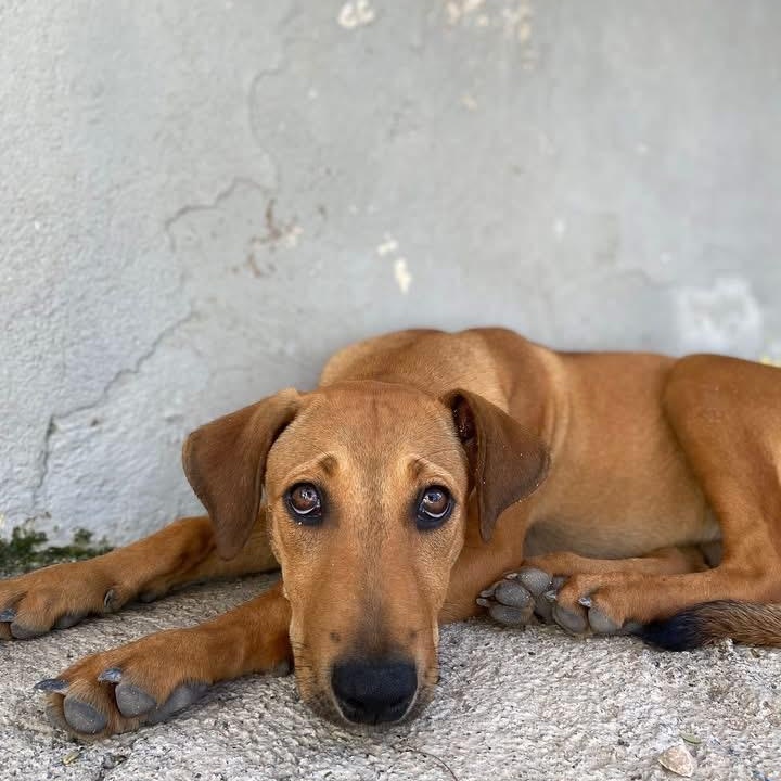 Berta, a ADOPTABLE Mixed Breed in Thornhill, ON image 3/6