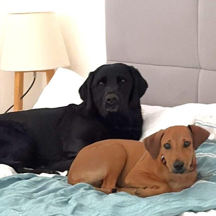 Berta, a ADOPTABLE Mixed Breed in Thornhill, ON image 2/6