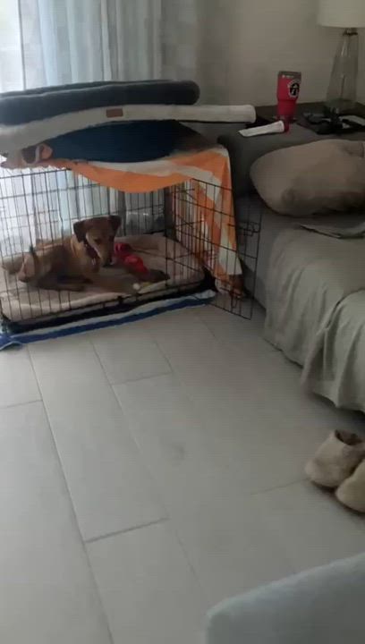 Enlarge Berta, a ADOPTABLE Mixed Breed in Thornhill, ON video 5/6