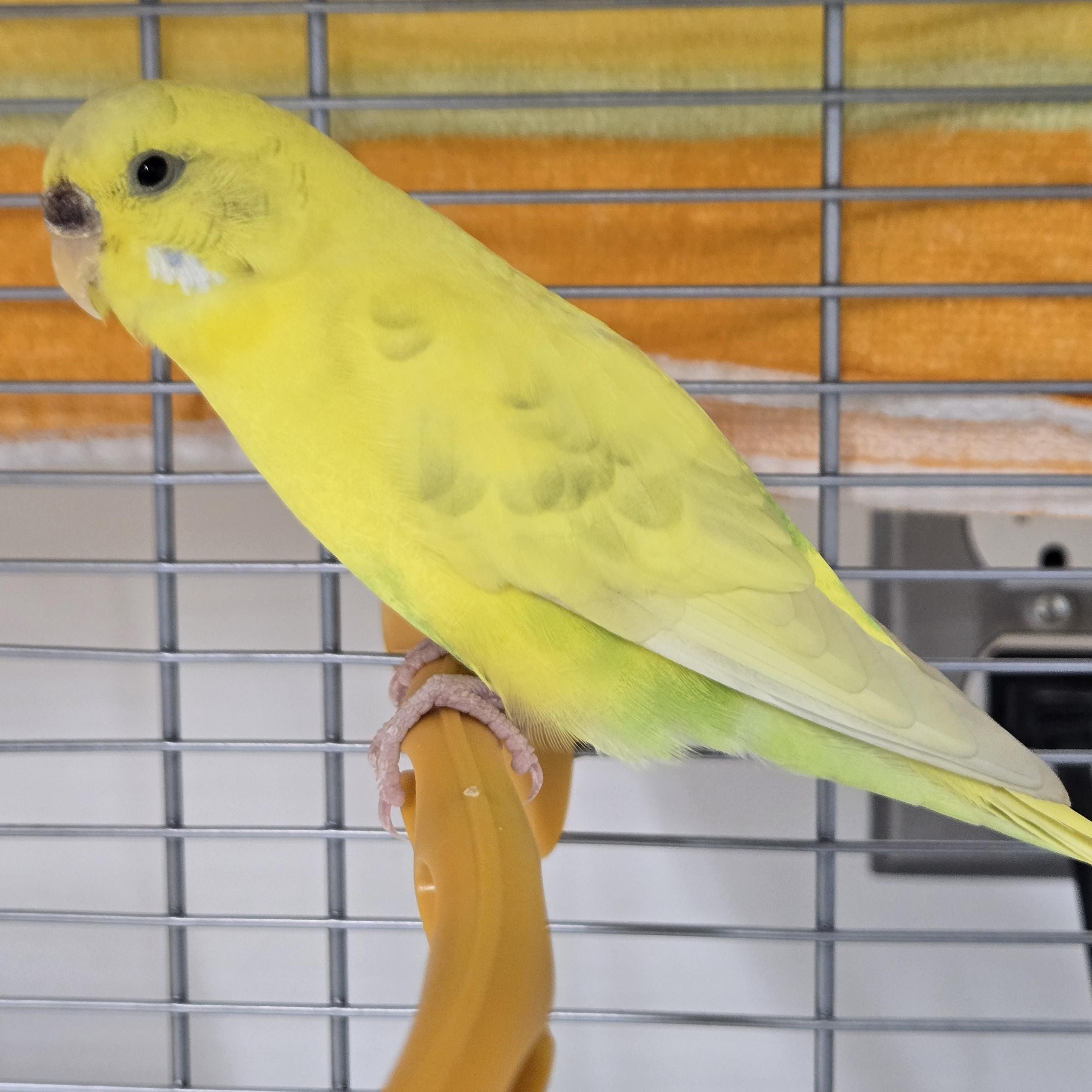 Enlarge Buttercup, a ADOPTABLE Parakeet (Other) in Bowmanville, ON image 2/3