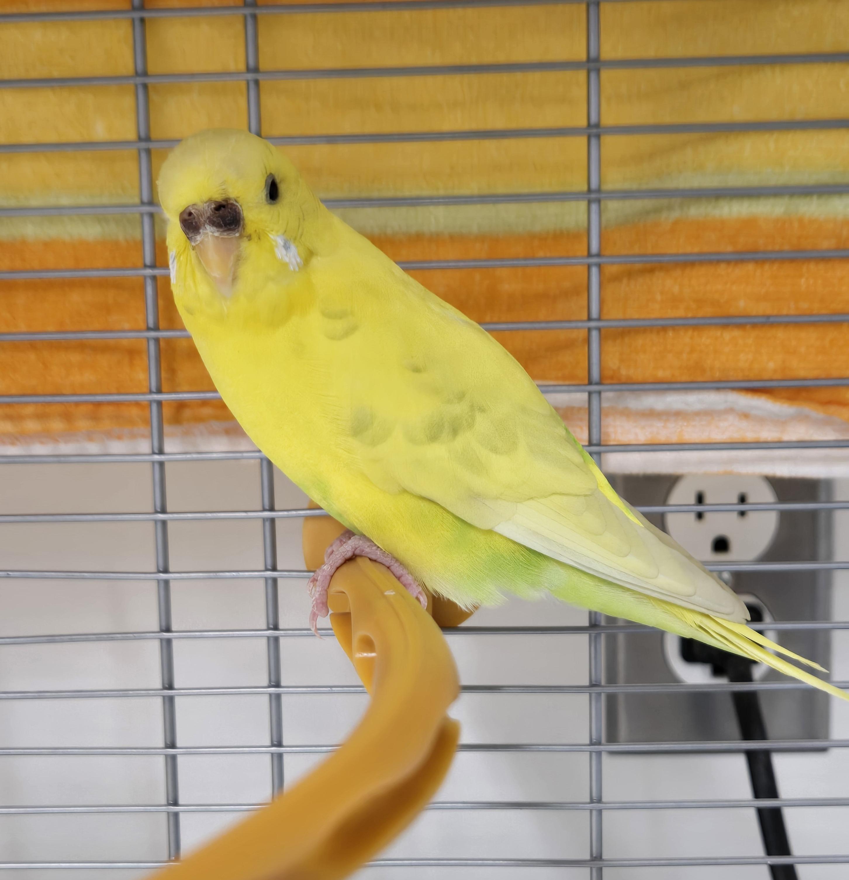 Enlarge Buttercup, a ADOPTABLE Parakeet (Other) in Bowmanville, ON image 1/3