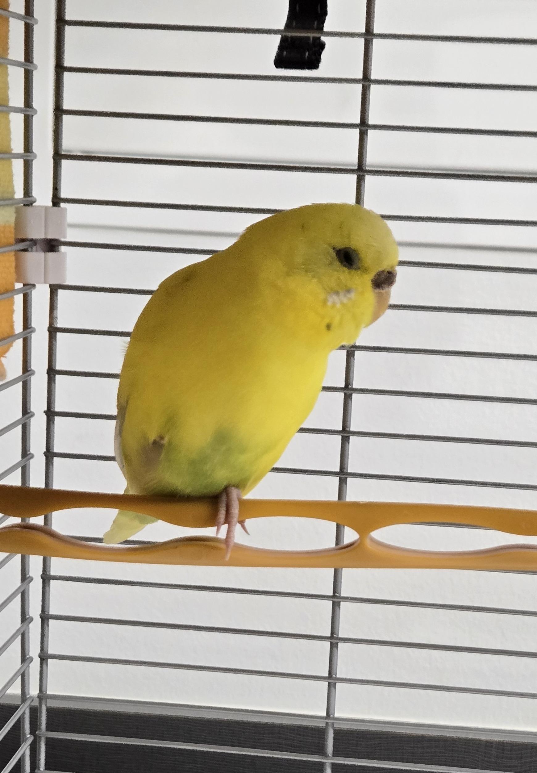 Enlarge Buttercup, a ADOPTABLE Parakeet (Other) in Bowmanville, ON image 3/3