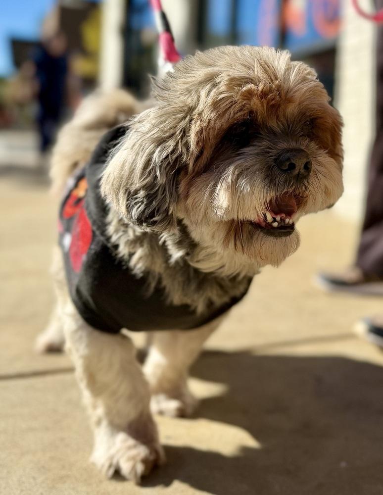 Enlarge Edith, a Adoptable mixed breed in Dunwoody, GA image 2/6