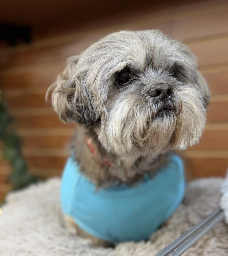 Enlarge Edith, a Adoptable mixed breed in Dunwoody, GA image 4/6