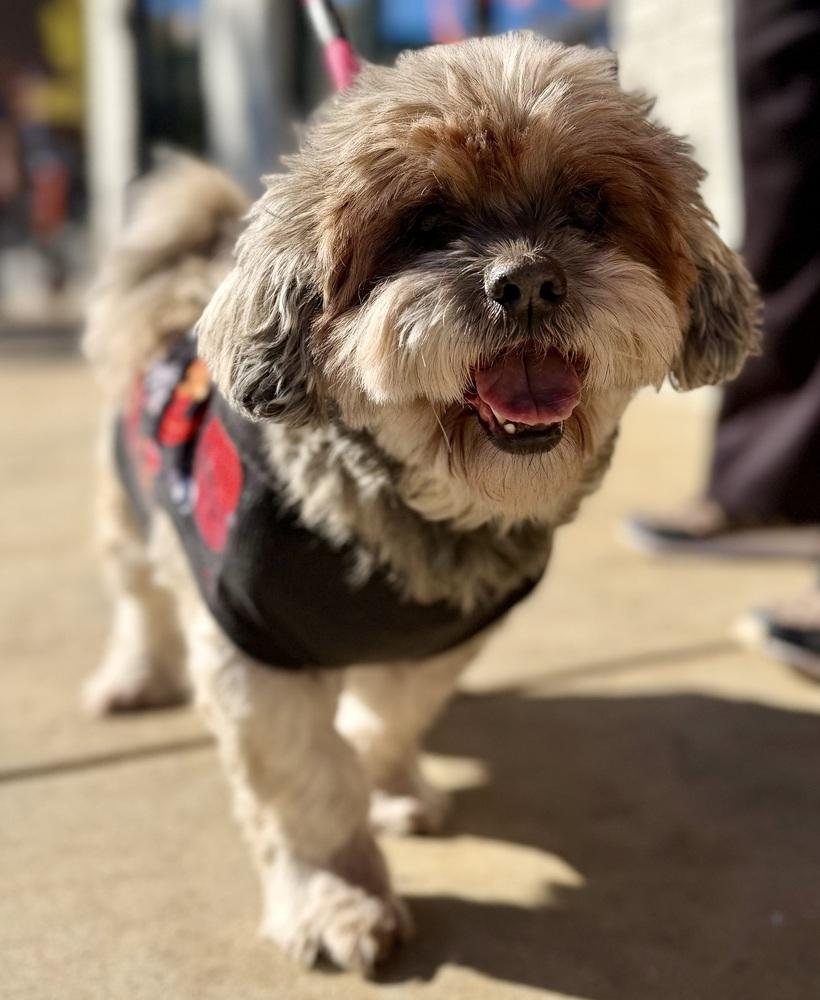 Enlarge Edith, a Adoptable mixed breed in Dunwoody, GA image 5/6