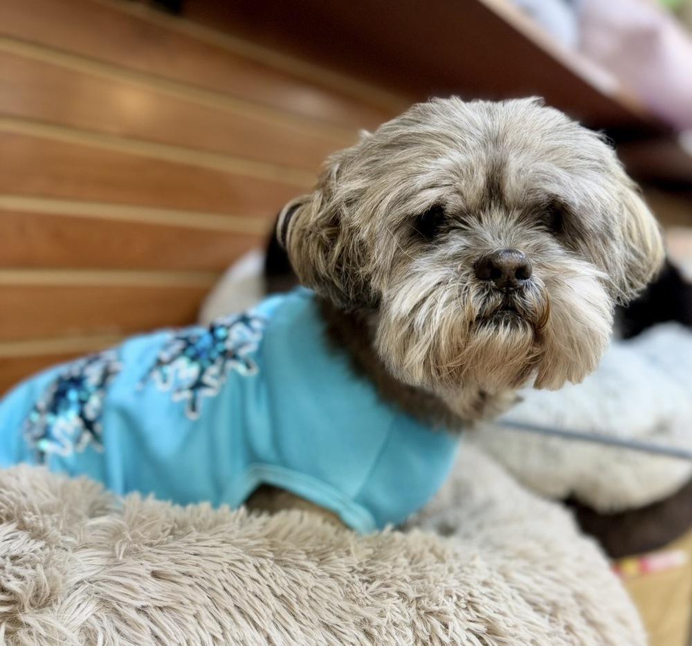Enlarge Edith, a Adoptable mixed breed in Dunwoody, GA image 6/6