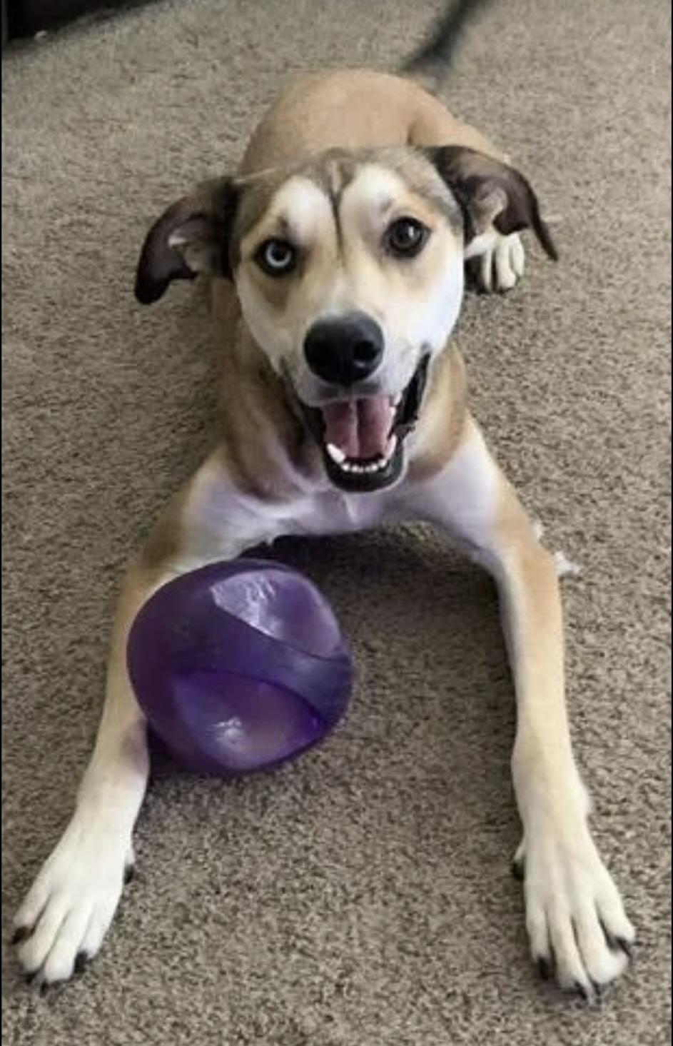 Bigfoot, ADOPTABLE, Young Male Carolina Dog.