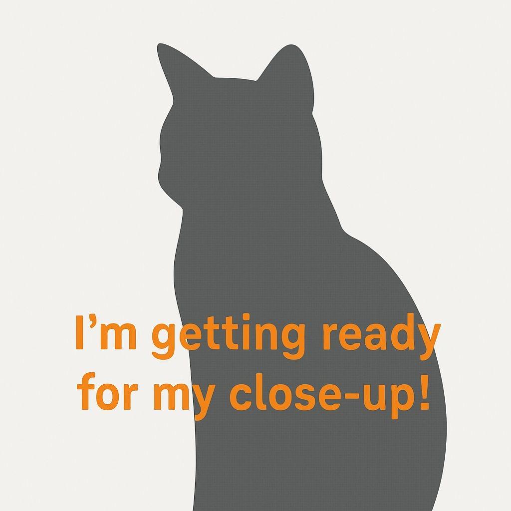 Fufu, Adoptable, Adult Male Domestic Short Hair.