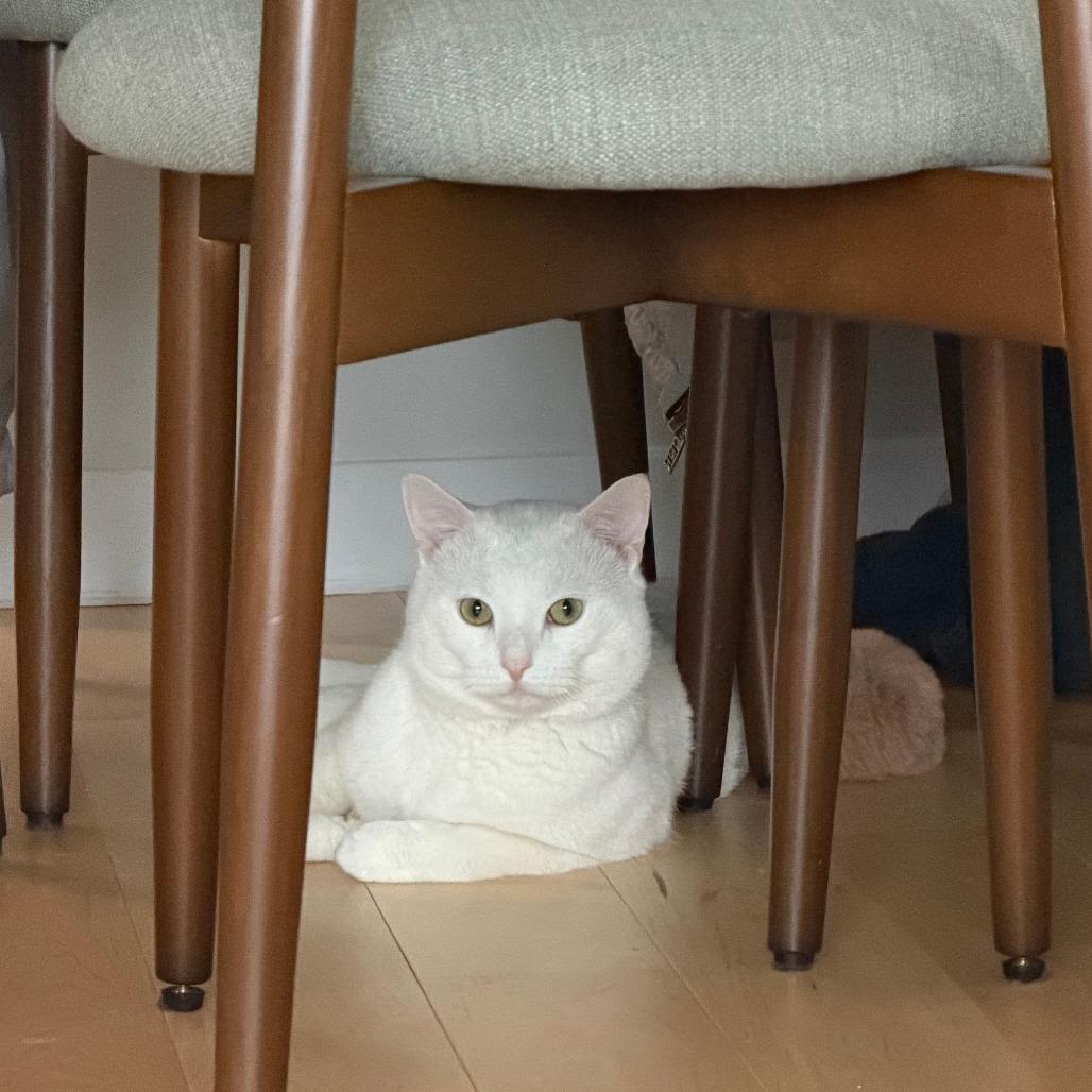 Fufu, a Adoptable Domestic Short Hair in New York, NY image 2/6