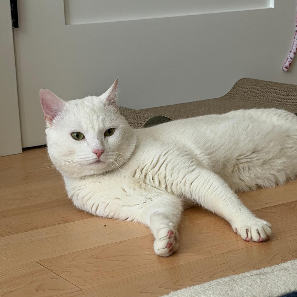 Fufu, a Adoptable Domestic Short Hair in New York, NY image 3/6