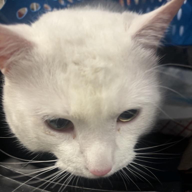 Fufu, a Adoptable Domestic Short Hair in New York, NY image 4/6