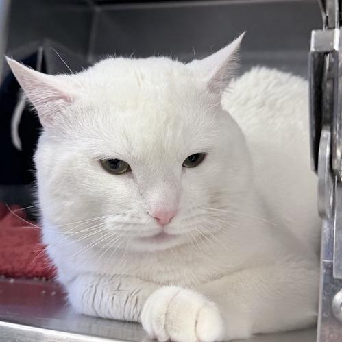 Fufu, a Adoptable Domestic Short Hair in New York, NY image 5/6