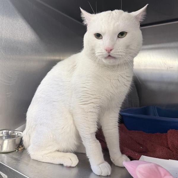 Fufu, a Adoptable Domestic Short Hair in New York, NY image 6/6