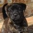 Enlarge Tiger Lily, a Adoptable mixed breed in Tylertown, MS image 1/1